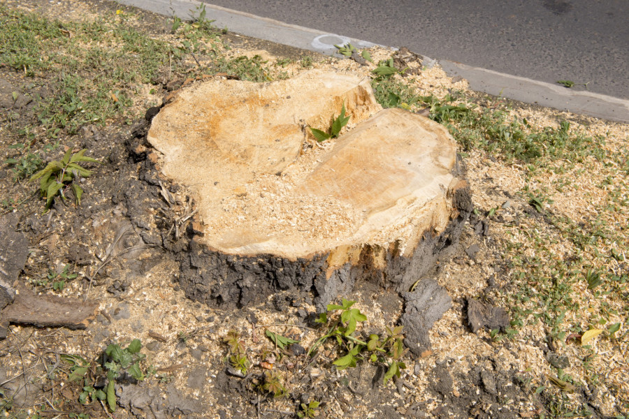 На проспекте Ленина срубили деревья.