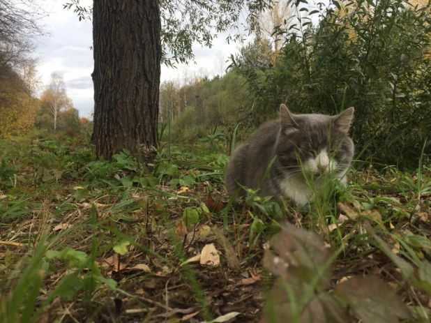 Пропал кот Хвостик без хвоста.