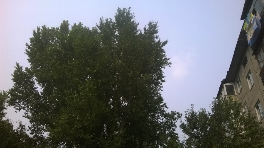 Деревья на ул. Георгия Исакова