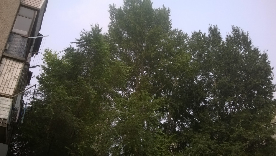 В Барнауле спилят десятки сухостойных деревьев