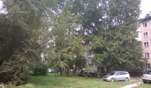 Деревья на ул. Георгия Исакова