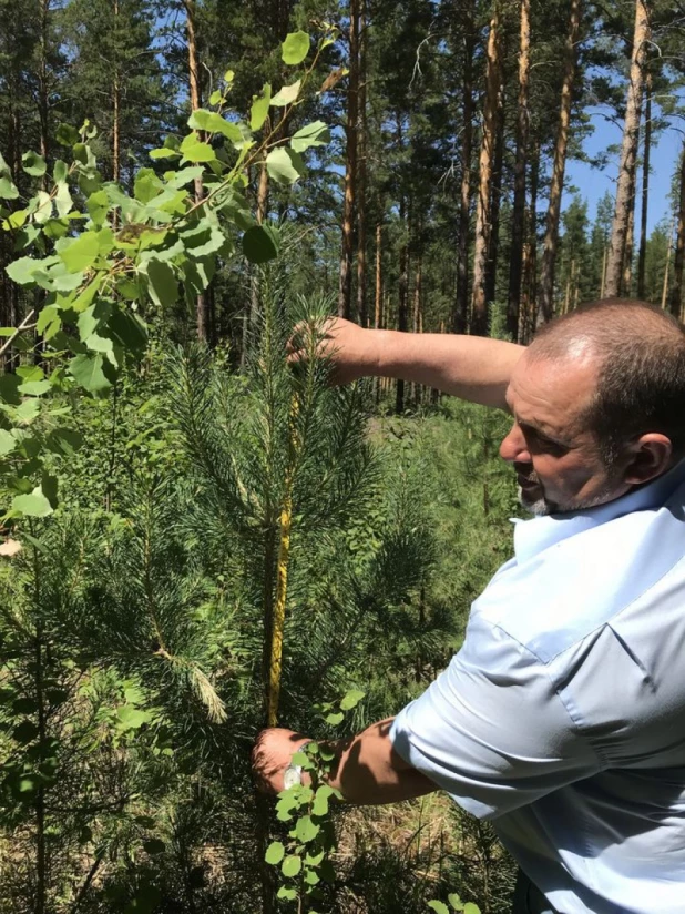 Годовой прирост сосны на осветленных участках