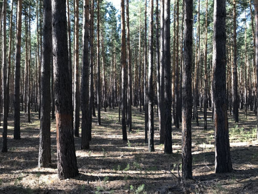 Участок леса с низкой интенсивностью рубки - молодого леса нет