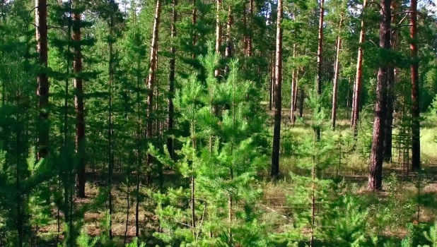 Чтобы лес жил бесконечно долго, нужно обеспечивать смену старых насаждений на молодые