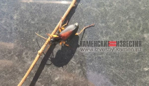 Жужелицы "атаковали" Камень-на-Оби.