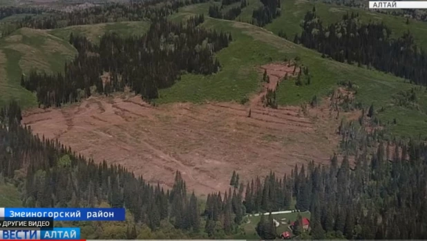 Рубки леса в Змеиногорском районе.