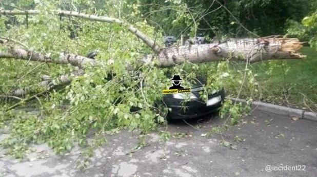 В Барнауле на автомобиль рухнуло дерево.