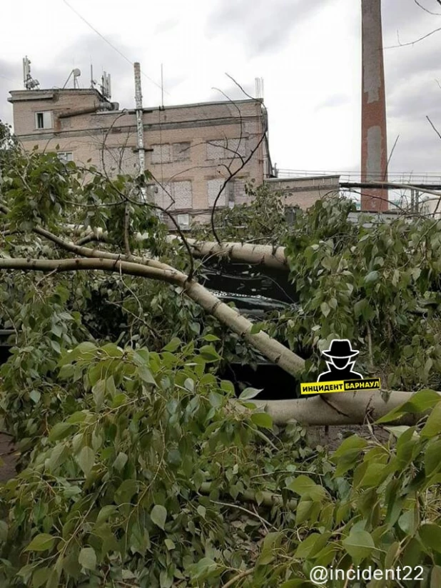 Большой тополь упал на автомобили в Барнауле.