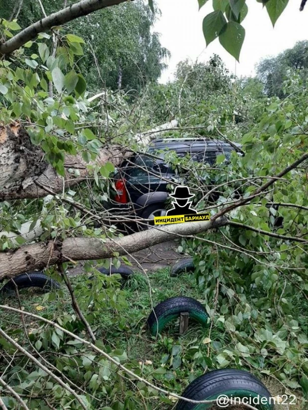 Большой тополь упал на автомобили в Барнауле.