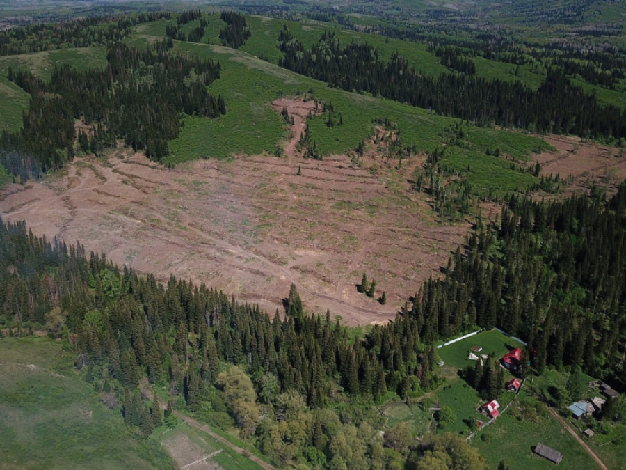 Незаконная вырубка леса в Змеиногорском районе.