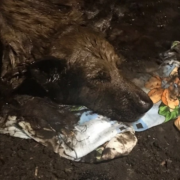 В Барнауле собака сутки просидела в яме с гудроном.