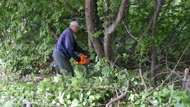 В Барнауле вырубают поросль.