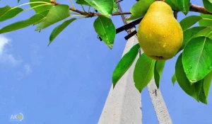 Фруктовым деревьям не место в охранных зонах ЛЭП!