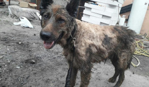 Собака, спасенная из гудрона в Барнауле.