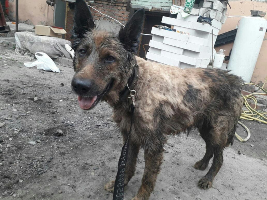 Собака, спасенная из гудрона в Барнауле.