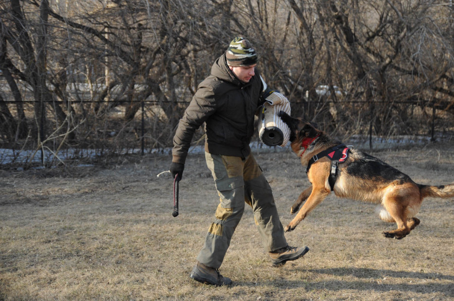 Дрессировка собак в Барнауле