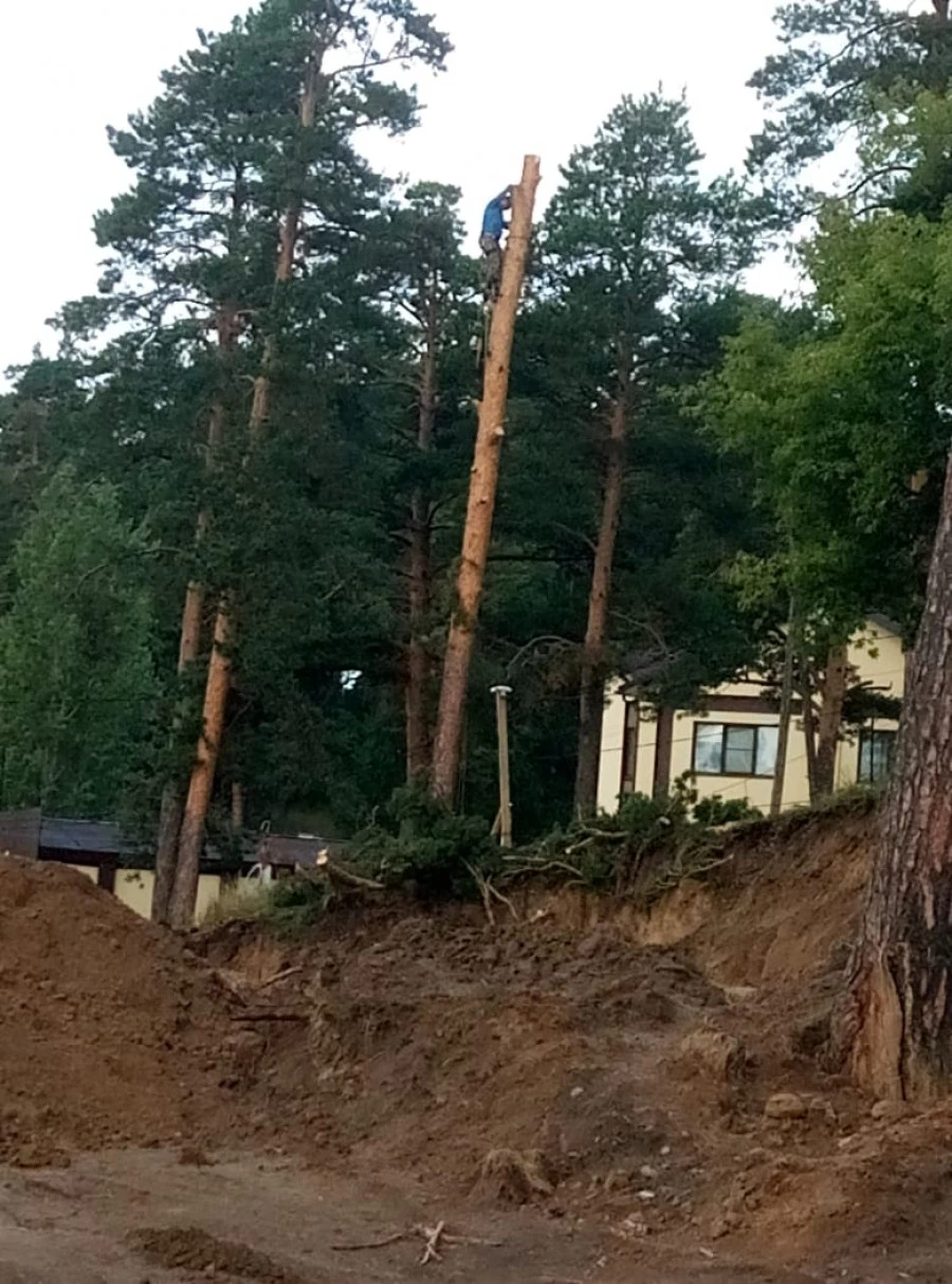 Барнаульцы пожаловались на вырубки в поселке Ерестной.