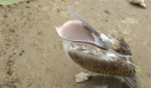 Спасенный кудрявый пеликан.