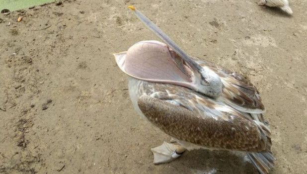 Спасенный кудрявый пеликан.