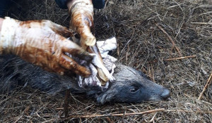 Новосибирец спас из гудрона енотовидную собаку