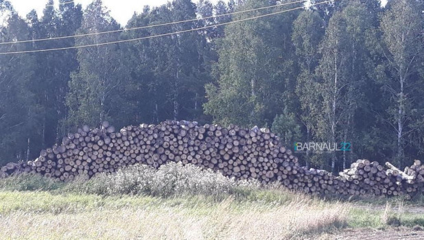 Срубленные сосны в Косихинском районе.