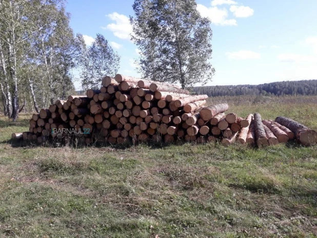 Срубленные сосны в Косихинском районе.