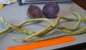 На огороде вырос уникальный фиолетовый картофель.