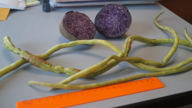 На огороде вырос уникальный фиолетовый картофель.