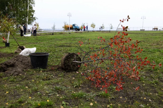 Депутаты БГД высаживают яблони в Нагорном парке. 