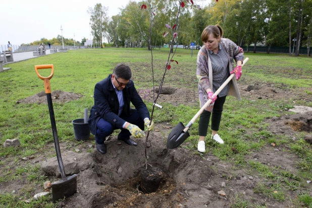 Депутаты БГД высаживают яблони в Нагорном парке. 