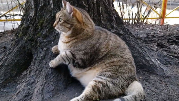 Очень толстый кот Степан из Бийска. 