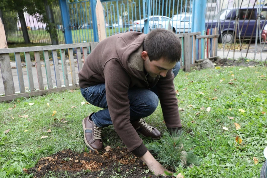 Программа «Стальное дерево».