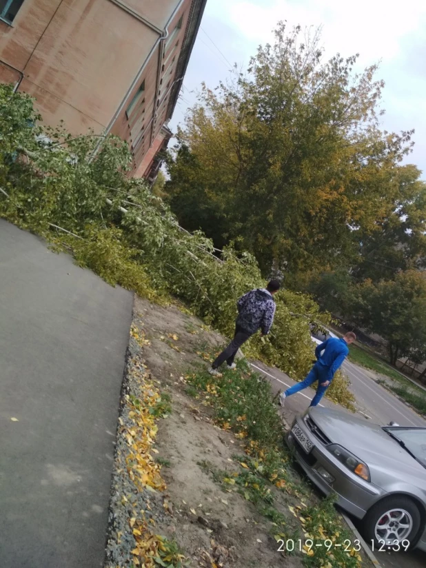 Ветер повалил деревья в Барнауле.