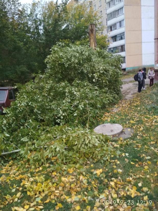 Ветер повалил деревья в Барнауле.