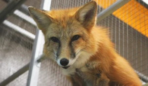 Питомец зоопарка «Мадагаскар».