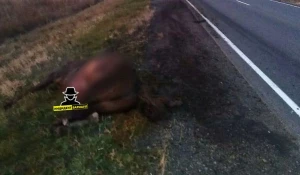 ДТП на алтайской трассе. 8 октября.