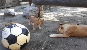 Львы играют с мячом.