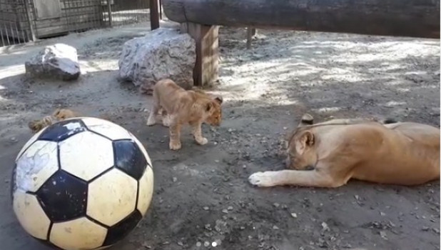 Львы играют с мячом.