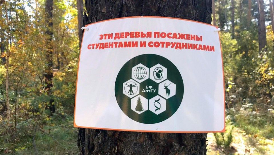 Студенты-биологи АлтГУ приняли участие в посадке молодых деревьев.