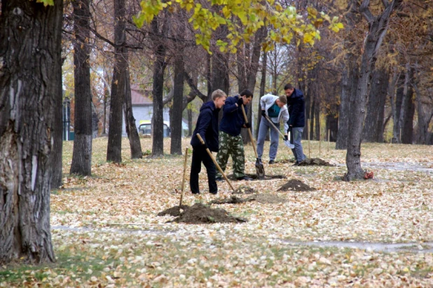 Высадка лип.