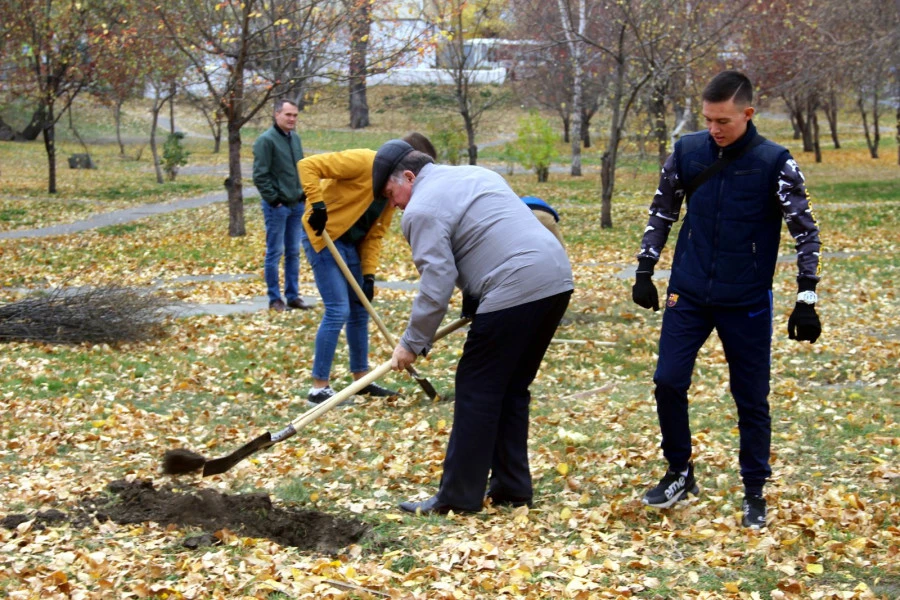 Высадка лип.