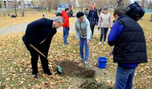 Высадка лип.