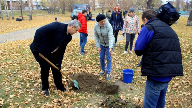 Высадка лип.