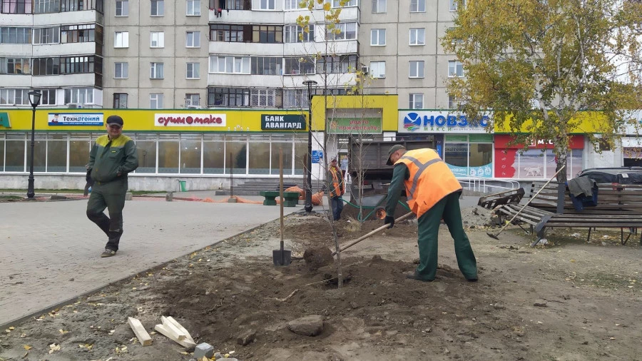 Высадка тополей и елей в сквере на улице Панфиловцев.