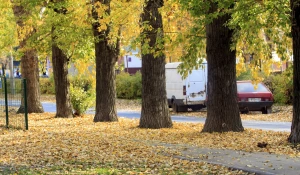 Золотая осень в Барнауле. 