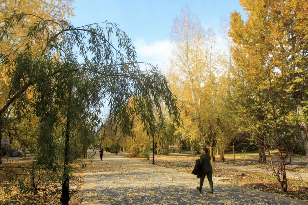 Золотая осень в Барнауле. 