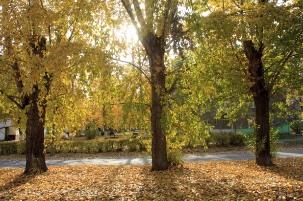 Золотая осень в Барнауле. 