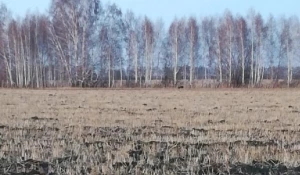 Рядом с алтайским селом заметили медведя.