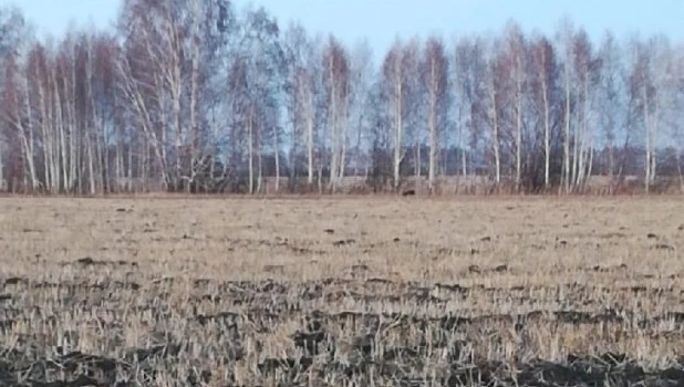 Рядом с алтайским селом заметили медведя.