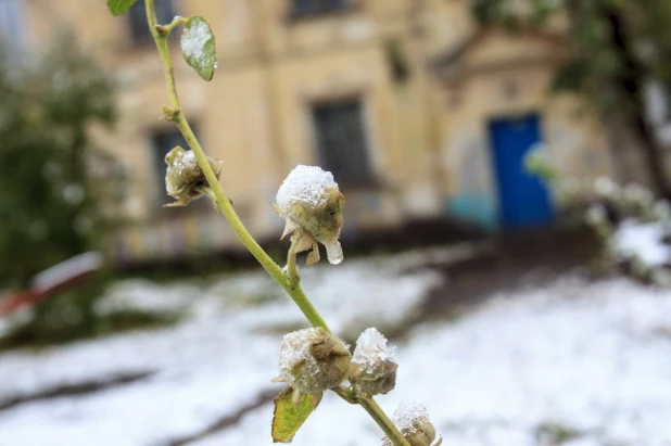 Первый снег в Барнауле. 